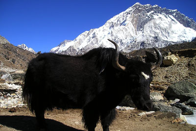 Nepal Yak Tibetan